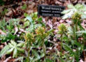 Asheville Botanical Gardens includes 600 plants native to the Appalachians