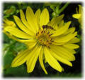 Daniel boone Native Gardens near doentown Boone NC