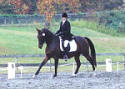 Foothills_Equestrian_Nature_Center_Tryon_Attraction