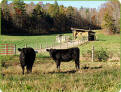 NC Mountain grass fed beef