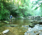 Fish the pristine waters of the NC mountains