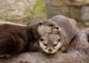 Western_North_Carolina_Nature_Center_Asheville_Attraction